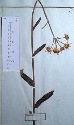 Tephroseris integrifolia 
