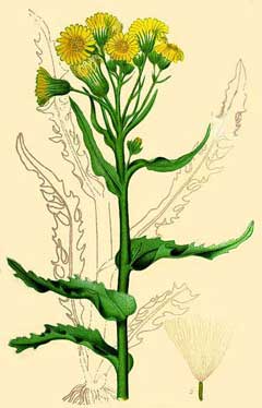 Tephroseris palustris Marsh Fleawort