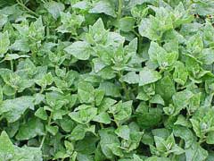 Tetragonia tetragonioides New Zealand Spinach