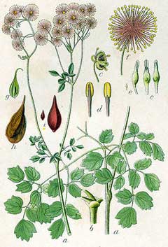 Thalictrum aquilegiifolium 