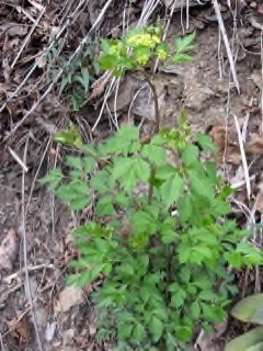 Thaspium barbinode Meadowparsnip, Meadow-parsnip
