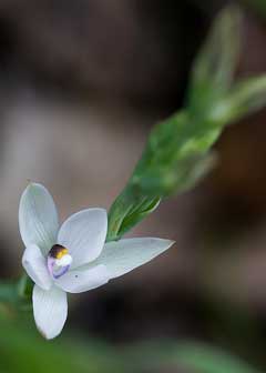 Thelymitra_longifolia 