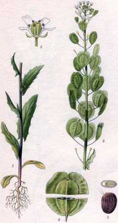 Thlaspi arvense Pennycress, Field pennycress