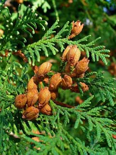 Thuja occidentalis American Arbor-Vitae, Arborvitae,  Eastern Arborvitae, Siberian Arborvitae, Northern White Cedar, Wh