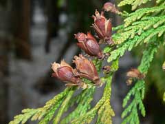 Thuja plicata Western Red Cedar,  Giant Arborvitae, Giant Cedar, Incense Cedar,  Western Red Cedar