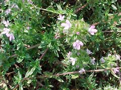 Thymus herba-barona Caraway Thyme