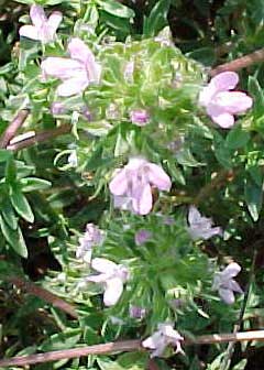 Thymus herba-barona Caraway Thyme