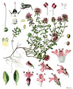 Thymus serpyllum Wild Thyme