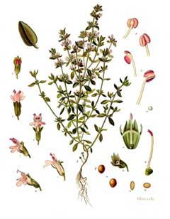 Thymus vulgaris Common Thyme, Garden thyme, Wild Thyme