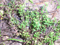 Thymus piperella Spanish Pepper Thyme