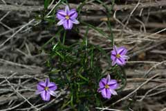 Thysanotus patersonii Twining Fringed Lily