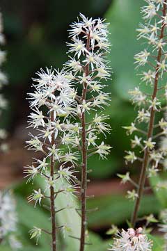 Tiarella cordifolia Foamflower, Heartleaf foamflower, Clumping Foamflower