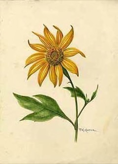 Tithonia diversifolia Mexican Sunflower