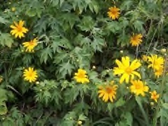 Tithonia diversifolia Mexican Sunflower