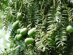 Torreya grandis Chinese Nutmeg Tree