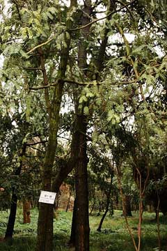 Torreya grandis Chinese Nutmeg Tree