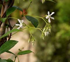 Trachelospermum jasminoides Star Jasmine, Confederate jasmine