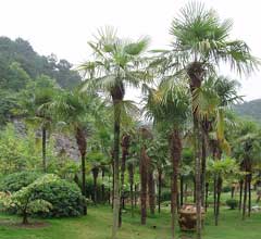 Trachycarpus fortunei Chusan Palm, Chinese windmill palm, Windmill Palm
