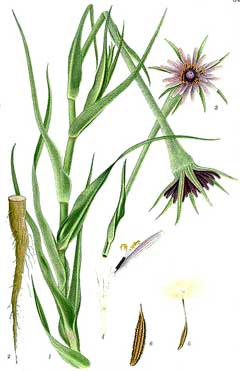 Salsifi Blanco Tragopogon porrifolius 300 semillas 