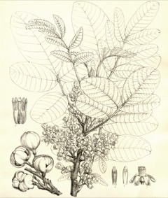 Trichilia emetica Banket mahogany, Natal mahogany,