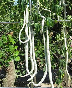 Trichosanthes cucumerina anguina Snake Gourd