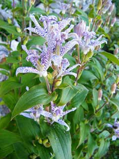 Tricyrtis hirta Toad Lily, Japanese Toad Lily