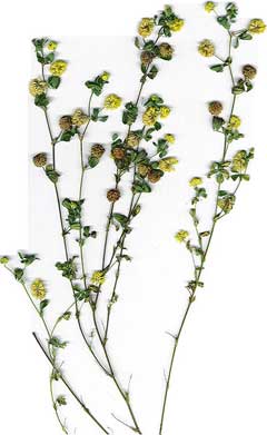 Trifolium dubium Suckling Clover