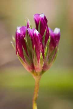 Trifolium gracilentum Pin-Point Clover, Palmer