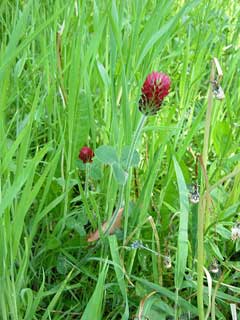 - Crimson Clover SEM06 Trifolium Incarnatum L Trèfle Incarnat Bio Tardivo