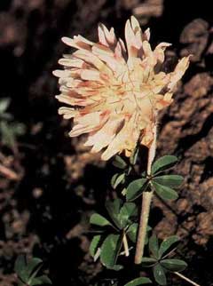 Trifolium macrocephalum Bighead Clover, Largehead clover