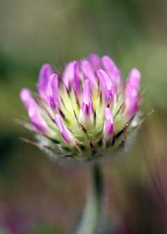 Trifolium microcephalum Smallhead Clover