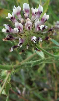 Trifolium obtusiflorum Clammy Clover