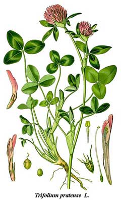 Trifolium pratense Red Clover
