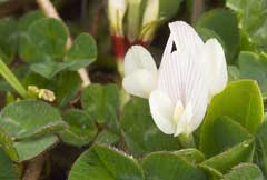 Trifolium subterraneum Subterranean Clover