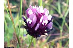 Trifolium tridentatum Tomcat Clover