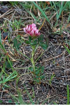 Trifolium variegatum Whitetip Clover