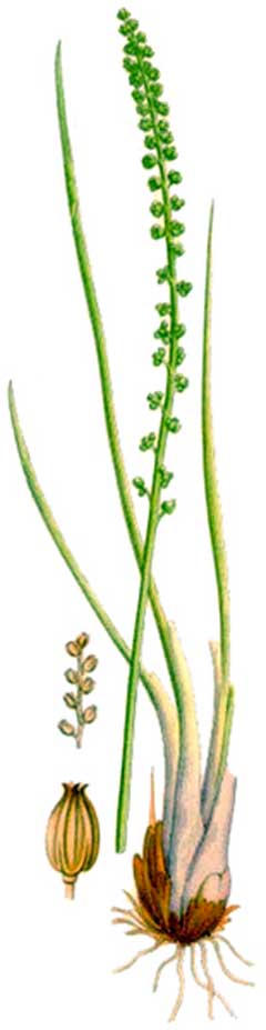 Triglochin maritima Sea Arrow Grass