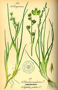 Triglochin palustris Marsh Arrow Grass