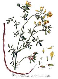 Trigonella corniculata cultivated fenugreek