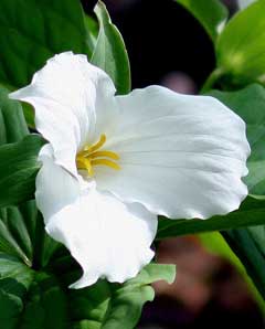 Trillium grandiflorum White Trillium, Large Flower Trillium, White Trillium, Large Flower Wakerobin,  Large Flowered  Tril