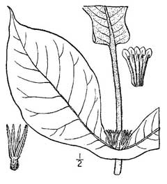 Triosteum perfoliatum Wild Coffee, Feverwort