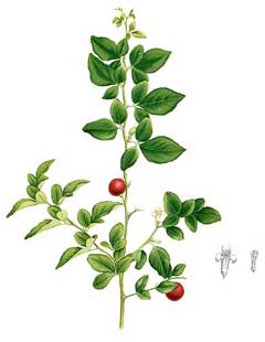 Triphasia trifolia Lime Berry