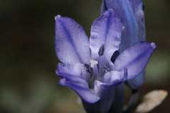 Triteleia grandiflora Wild Hyacinth, Largeflower triteleia, Howell