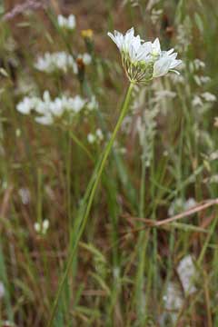 Triteleia hyacinthina Hyacinth Brodiaea, White brodiaea