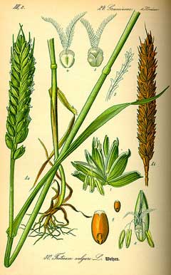 Triticum aestivum Bread Wheat, Common wheat