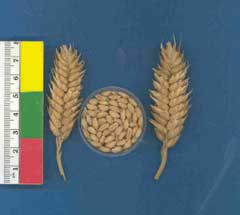 Triticum aestivum compactum Club Wheat