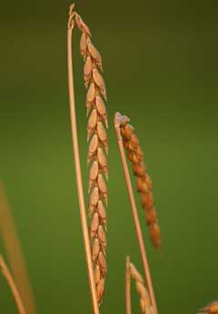 Triticum aestivum spelta Spelt Wheat