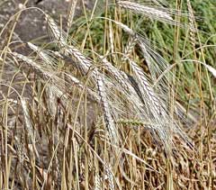 Triticum turgidum Rivet Wheat