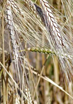 Triticum turgidum Rivet Wheat