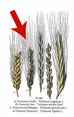 Triticum turgidum durum Durum Wheat